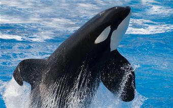 Orcinus orca, es el mayor depredador de los océanos