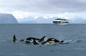 Las orcas son sociales y viven en grupos de hasta 50 individuos