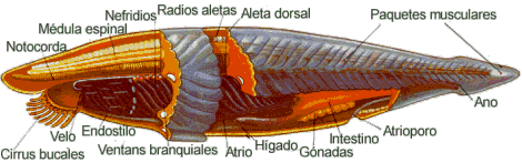 Anatomía de un cefalocordado típico, el anfioxo