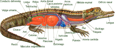 Anatomía de un cocodrilo