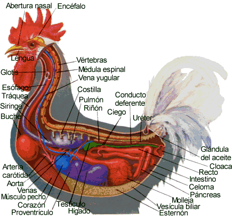 Anatomía del gallo doméstico