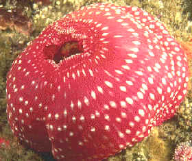 La anémona roja es un cnidario antozoo de la subclase zoantarios o hexacoralarios