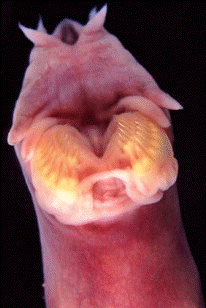 Detalle de la región cefálica de dos ciclóstomos. A la izquierda, boca de una lamprea (Petromyzon marinus); a la derecha, boca de una mixina (Myxine glutinosa)