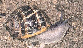 Caracoles y babosas son algunos de los moluscos terrestres que se integran en la clase gasterópodos
