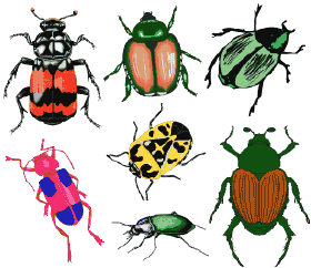 Los Coleópteros son un grupo de insectos numerosísimo distribuidos por todos los ambientes terrestres y acuáticos