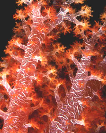 Formación de corales
