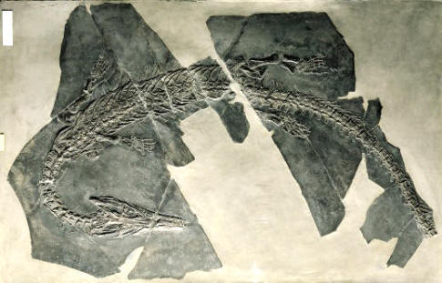 los Cordados, junto con los artrópodos y moluscos pulmonados, son el grupo más evolucionado y dominante de la vida terrestre. En la imagen, un fósil de reptil del Triásico (Askeptosaurus italicus)