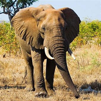 El elefante es un Proboscídeo integrado en la familia Elefántidos