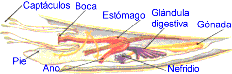 Anatomía interna de un escafópodo