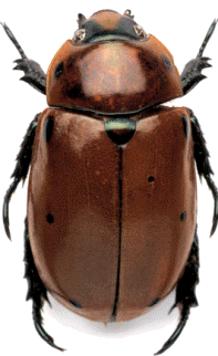Los Coleópteros (escarabajos), son un importante orden con alrededor de 300.000 especies descritas