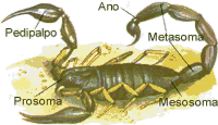 Morfología externa del escorpión