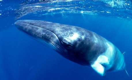 Cuando las ballenas ascienden a la superficie expulsan el aire de los pulmones resoplando fuertemente a través del espiráculo. En la foto, una ballena enana o Rorcual Aliblanco (Balaenoptera Acutorostrata)