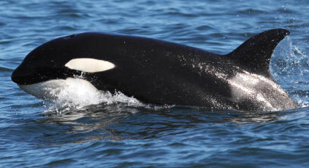 La orca (Orcinus orca), es un mamífero odontoceto perteneciente a la familia Delfínidos