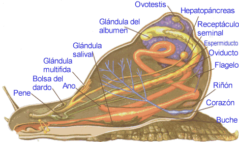Anatomía interna de un gasterópodo terrestre (caracol común)