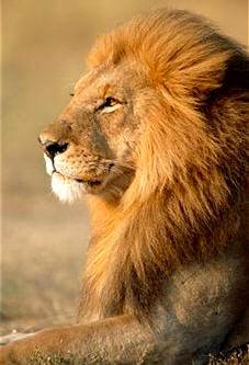 El león (Panthera leo) es un félido, poderoso depredador, perteneciente al suborden de los Fisípedos