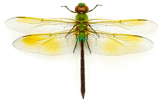 Las conocidas como libélulas son insectos odonatos integrados en la familia Libelúlidos