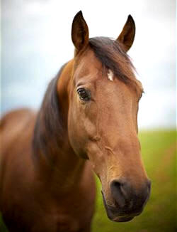 Los caballos son Perisodáctilos  integrados en el suborden Hipomorfos, familia Équidos