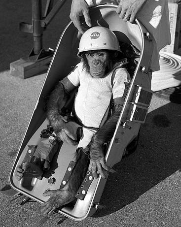 Las características físicas e intelectivas de Antropoides, como los chimpancés, fue objeto de aprovechamiento para la experimentación previa al desarrollo de los programas espaciales de americanos y soviéticos