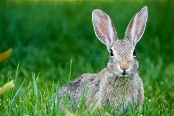 El conejo (Oryctolagus cuniculus), es un mamífero placentario perteneciente al orden Lagomorfos