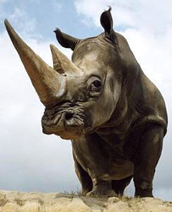 Los cuernos de los rinocerontes no tienen hueso; están formados por una sustancia, la queratina, que es segregada por las capas externas de la piel