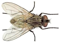 Las vulgarmente conocidas como "moscas", ejemplo de la Musca domestica, son dípteros que se integran en la familia Múscidos