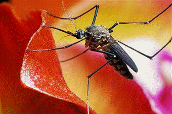 Los vulgarmente conocidos como mosquitos, son dípteros que se integran en la familia Culícidos