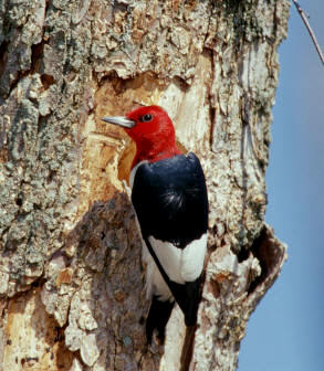 Un pájaro carpintero de cabeza roja (Melanerpes erythrocephalus)