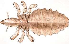 Los piojos son insectos parásitos del hombre o los animales, integrados en el orden Anopluros