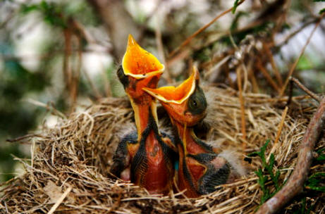 Los pollos nidícolas nacen sin plumas y poco desarrollados, por eso necesitan permanecer en el nido un tiempo alimentados por sus padres