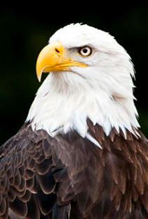Los buitres o las majestuosas águilas, son aves rapaces Falconiformes