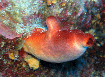 Urocordado: Ascidia o patata de mar (Holoscynthia papillosa)