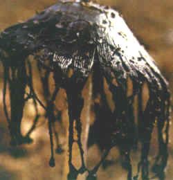 Detalles del carpóforo: Aquí se muestra un sombrero en la última fase de su desarrollo: abierto, lacerado, negro, con las gotas acuosas de las laminillas dehiscentes.