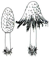 En el dibujo, se han representado dos ejemplares, uno joven, todavía cerrado y el otro abierto en forma de cabellera.
