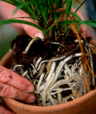 Cuando las raíces se han desarrollado de tal forma que asoman a la superficie de la maceta, ha llegado el momento de proceder al trasplante